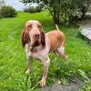 Bracco Italiano - Meklē mājas - Dzīvnieki - Visa Latvija