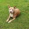 Pitbulmeitene Serafina - Atdod - Dzīvnieki - Rēzeknes novads, Rēzeknes novads