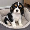 Ideāli Cavalier King Charles spaniela kucēni. - Pārdod - Dzīvnieki - Visa Latvija