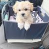 Mielūs namuose užauginti maltipoo šuniukai - Pārdod - Dzīvnieki - Visa Latvija