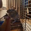 Degu / Čīles vāvere - Meklē mājas - Dzīvnieki - Rīga, Rīga